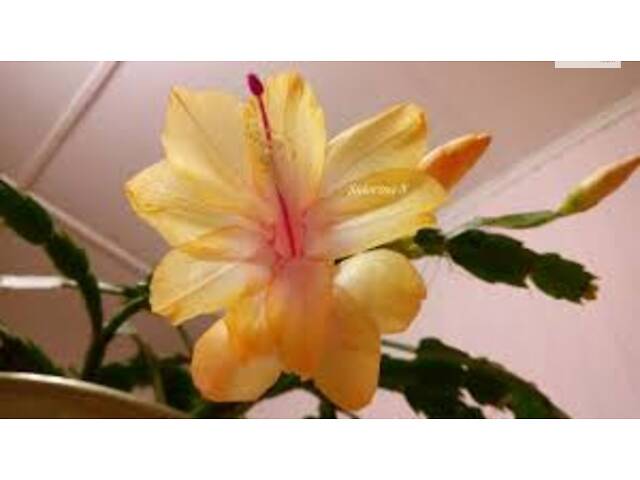 Шлюмбергери, сорти - Фото 12