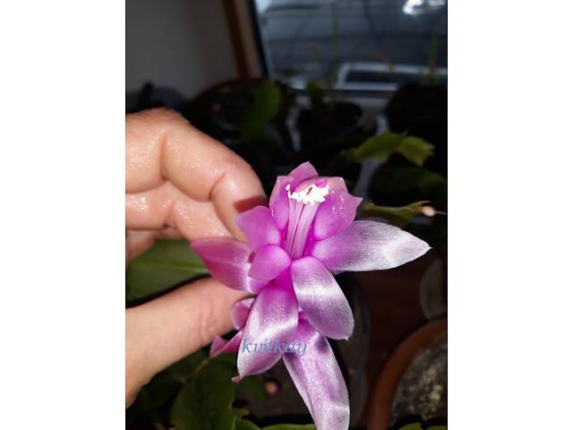 Шлюмбергери, сорти - Фото 13