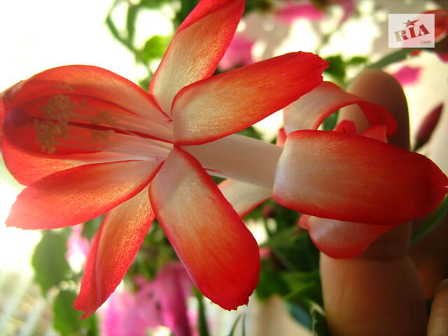 Шлюмбергери, сорти - Фото 3