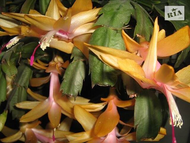 Шлюмбергери, сорти - Фото 4