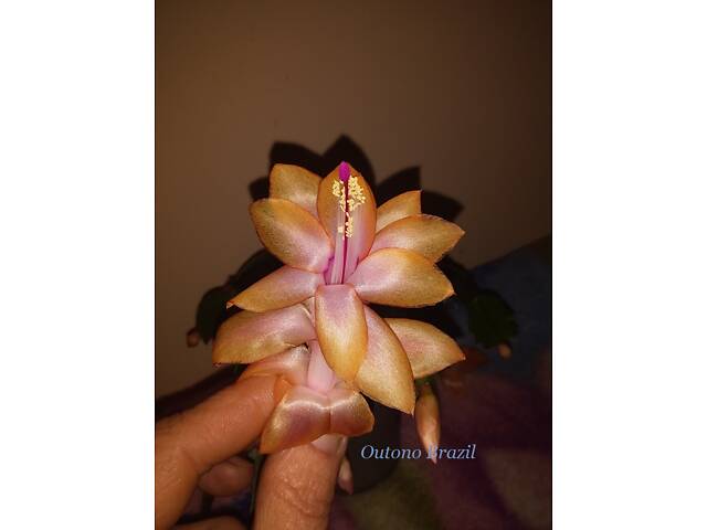 Шлюмбергери, сорти - Фото 5