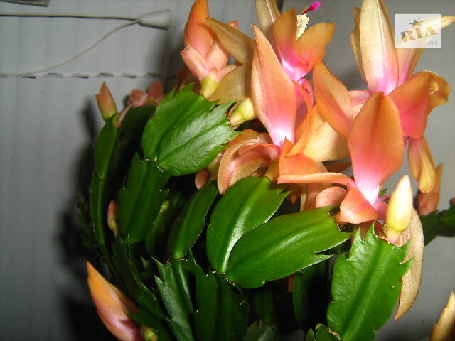 Шлюмбергери, сорти - Фото 7