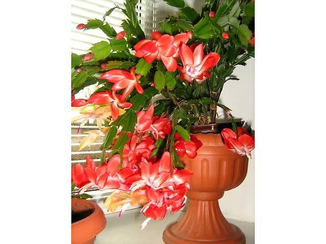 Шлюмбергери, сорти - Фото 8