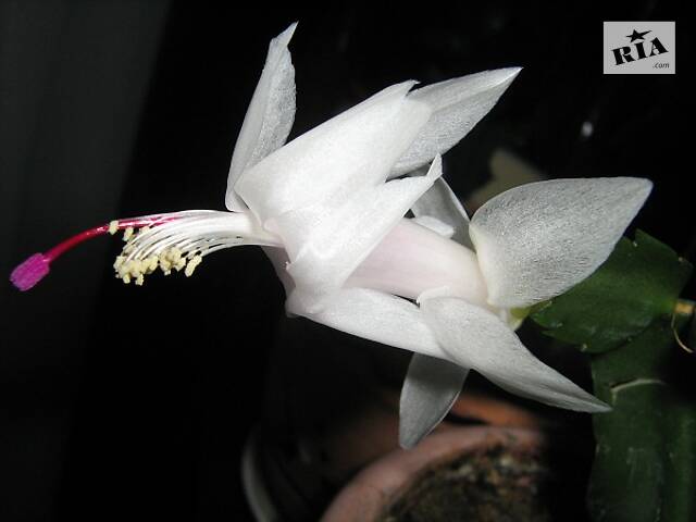 Шлюмбергери, сорти - Фото 9