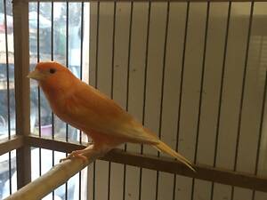 Поющие канарейки