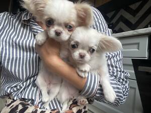 Прекрасні дівчинки чихуахуа, Львів