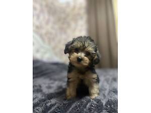 Прекрасні та веселі дітки Йоркіпу