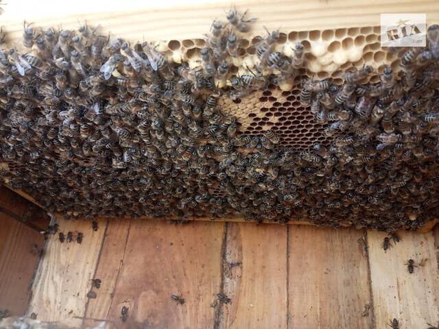 Продаємо бджоли.