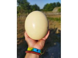 Продаємо харчові страусині яйця (500 грн)
