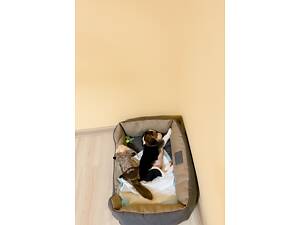 Продаємо хлопчика бігля 2 міс собачий мерч в подарунок