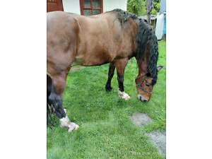 Продаємо робочого коня