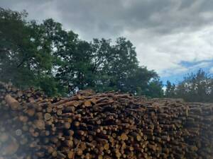 Продаємо соснові дрова.