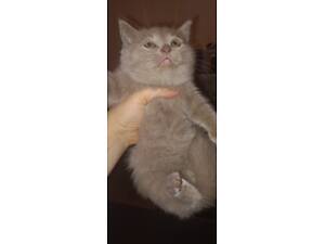 Продається британський кошеня хлопчик.