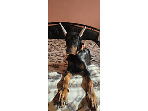 Продається чудовий хлопчик доберман.