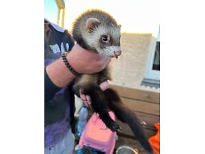 Продається харьок