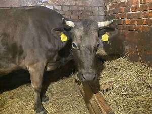 Продається хороша дійсна корова.