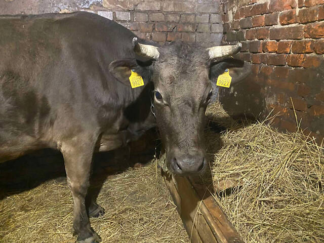 Продається хороша молочна корова. - Фото 1