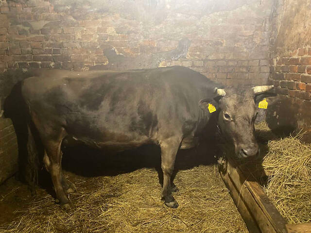 Продається хороша молочна корова. - Фото 2