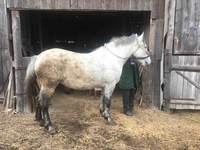 Продається Кобила - Фото 2