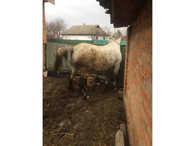 Продається Кобила - Фото 3