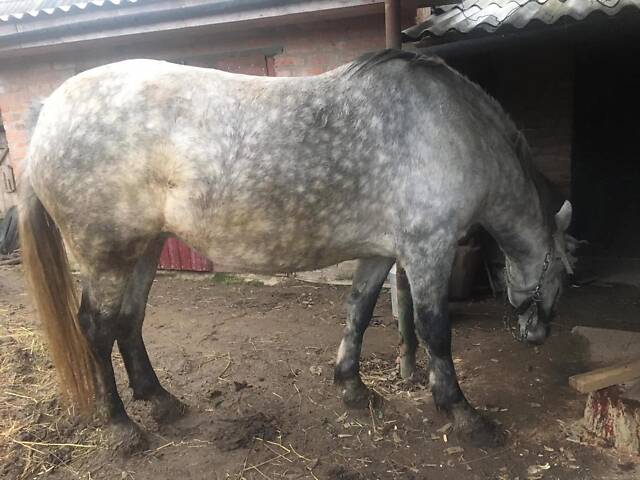 Продається Кобила - Фото 4