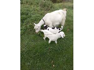 Продається коза з козенятами.