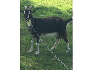 Продається молочна коза