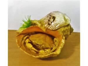 продається мушля