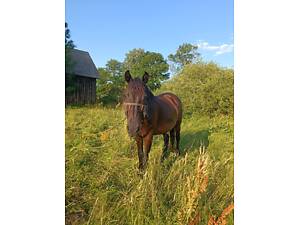 Продається робоча кобила з молодою кобилкою 1 рік і 3 міс