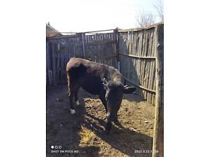 Продається теличка