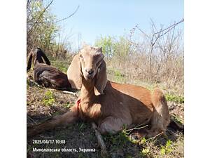 Продається цап 25% каморі
