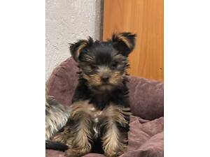 Продається цуценя йоркширського тер’єра!