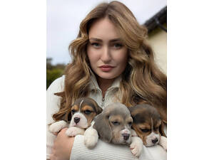 Продаж біглів з документами.