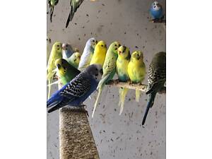 Продаж хвилястих папуг.