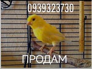 Продаж канарок