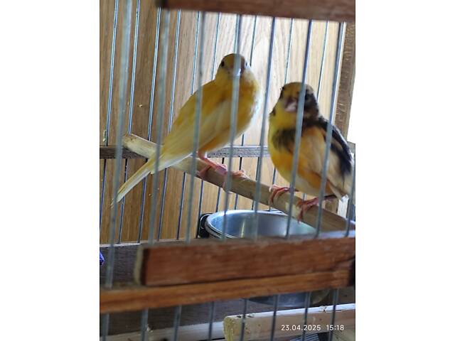 Продаж канарок - Фото 2