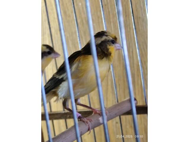 Продаж канарок - Фото 3