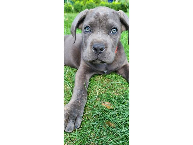 Продаж Кане Корсо - Фото 2