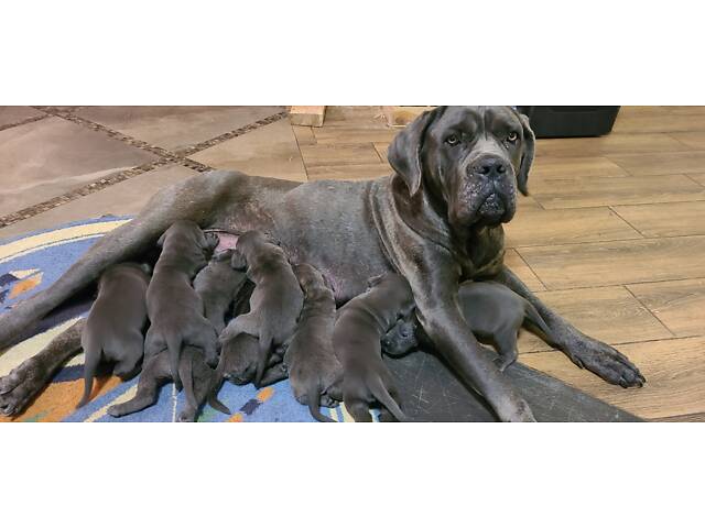 Продаж Кане Корсо - Фото 1