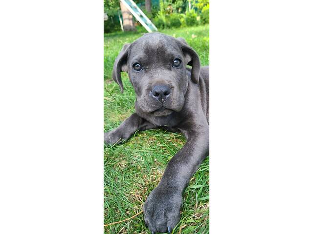 Продаж Кане Корсо - Фото 3