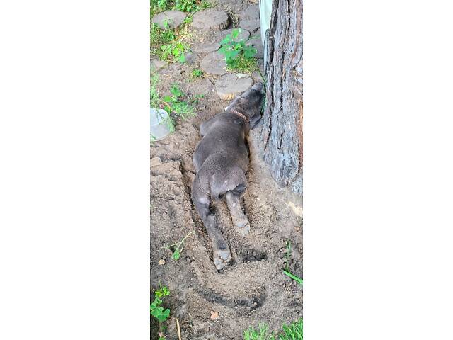 Продаж Кане Корсо - Фото 4