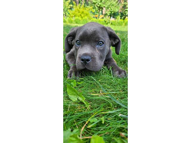 Продаж Кане Корсо - Фото 5