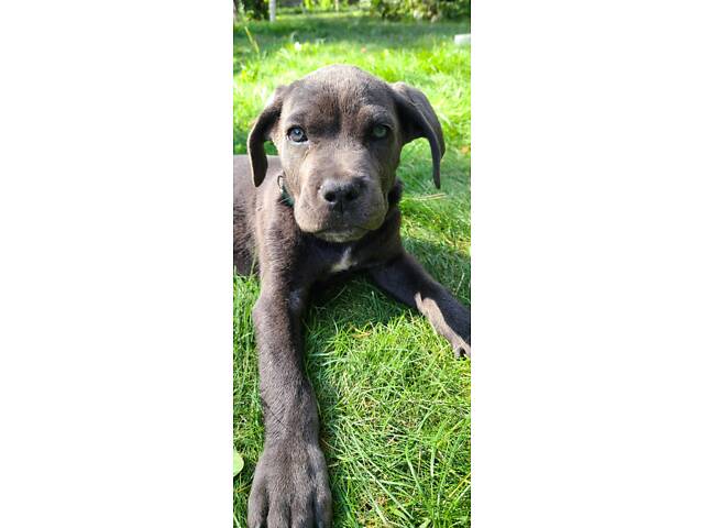 Продаж Кане Корсо - Фото 6