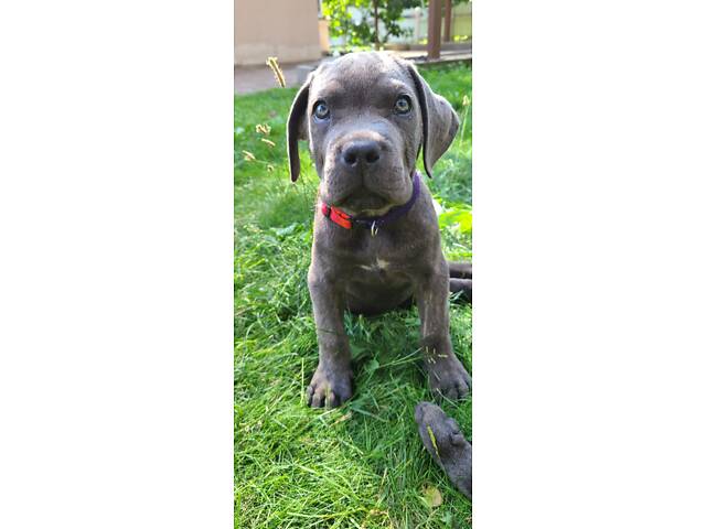 Продаж Кане Корсо - Фото 7