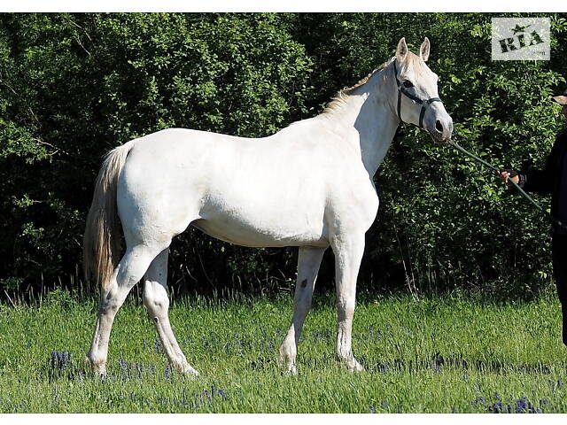 Продаж коней Запорізька область - Фото 1