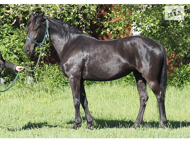 Продаж коней Запорізька область - Фото 2