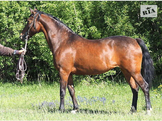 Продаж коней Запорізька область - Фото 3