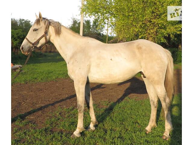 Продаж коней Запорізька область - Фото 4