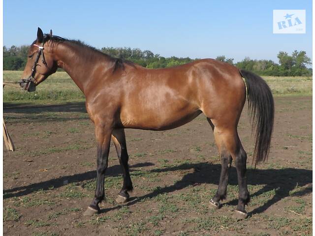 Продаж коней Запорізька область - Фото 6
