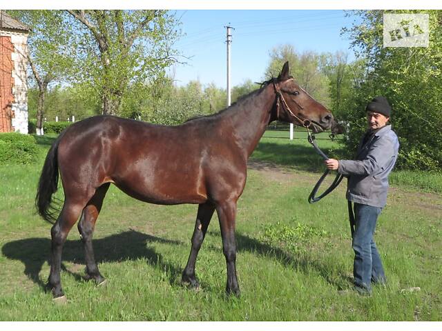 Продаж коней Запорізька область - Фото 5